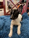 adoptable Dog in texarkana, AR named Macy