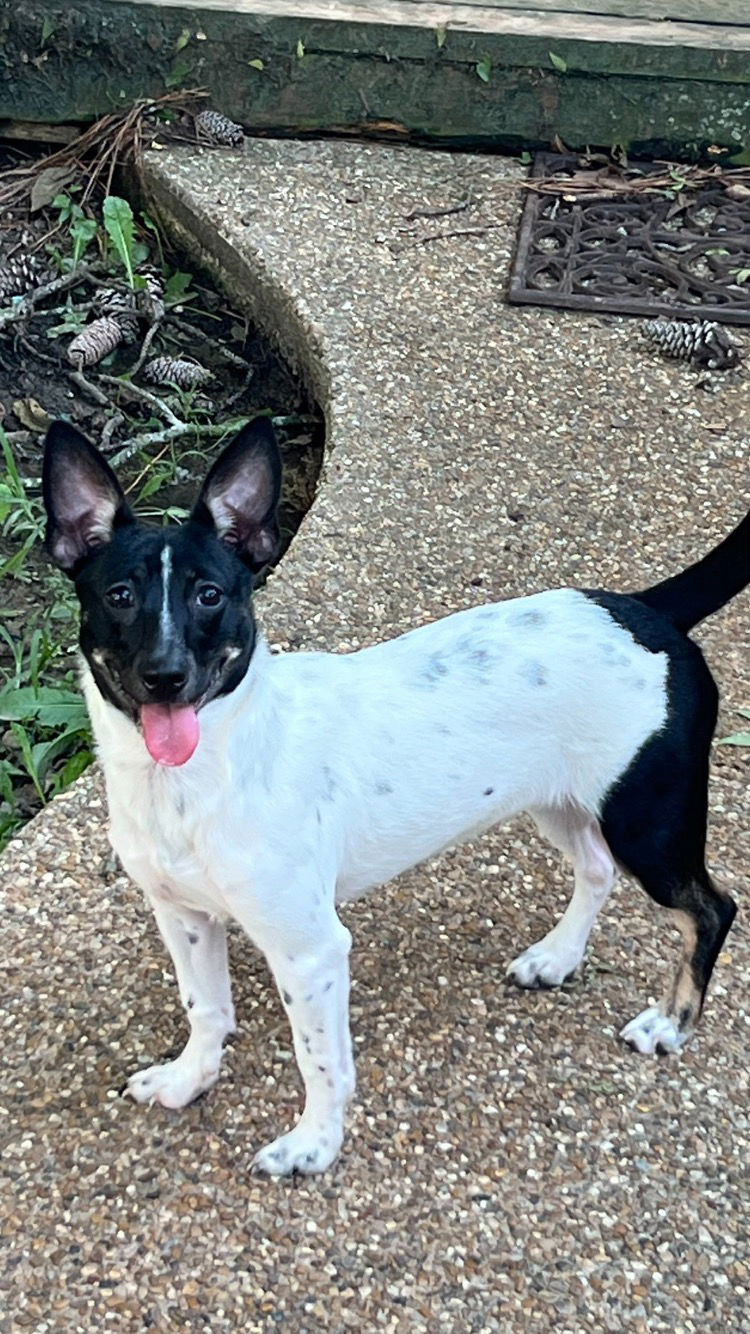 adoptable Dog in Texarkana, TX named Macy