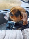 Tucker