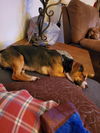 Tucker