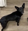 adoptable Dog in texarkana, AR named xena