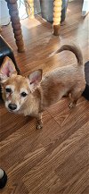 adoptable Dog in texarkana, TX named Dolly