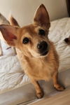 Dolly