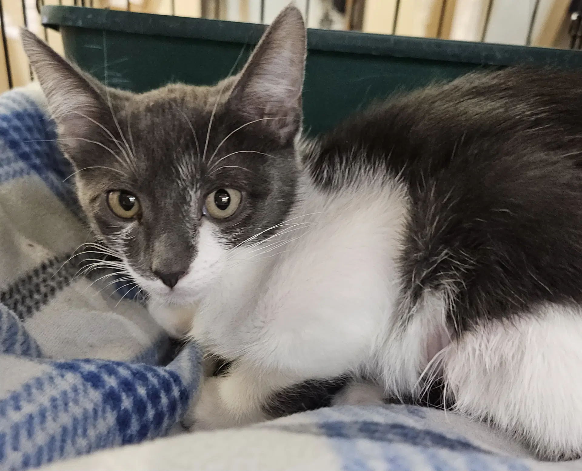 Octavia image 4
