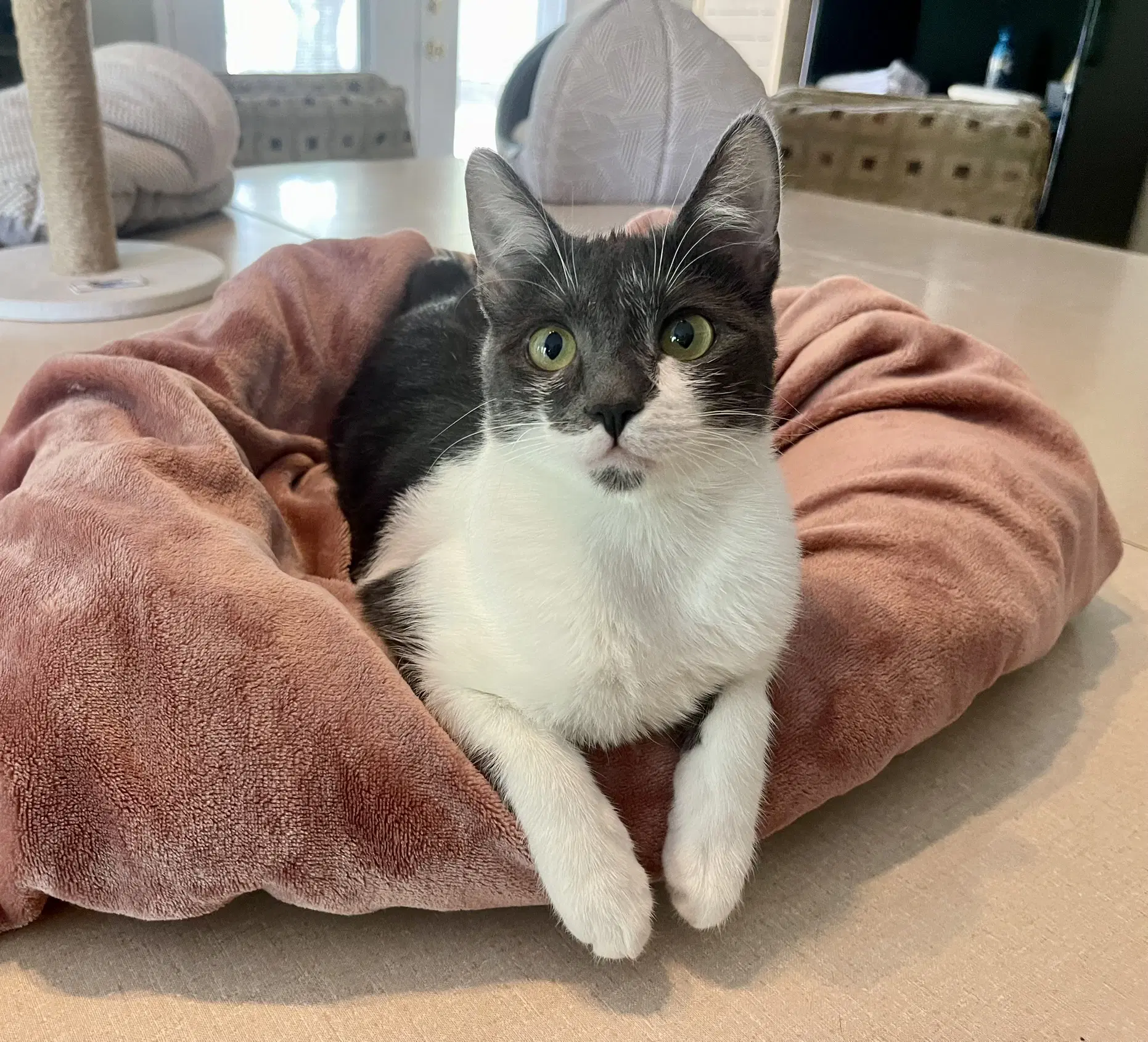 Octavia - Domestic Short Hair