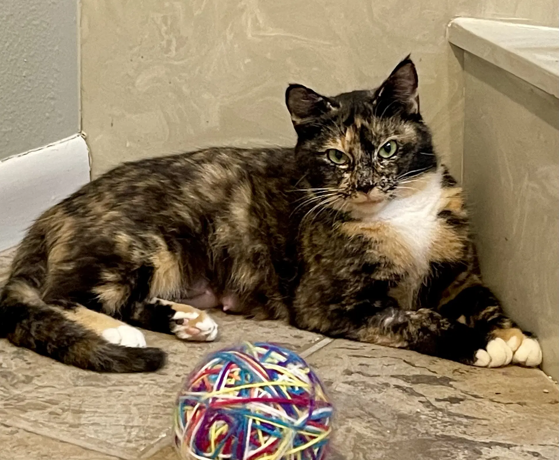 Ms Kitty - Tortoiseshell