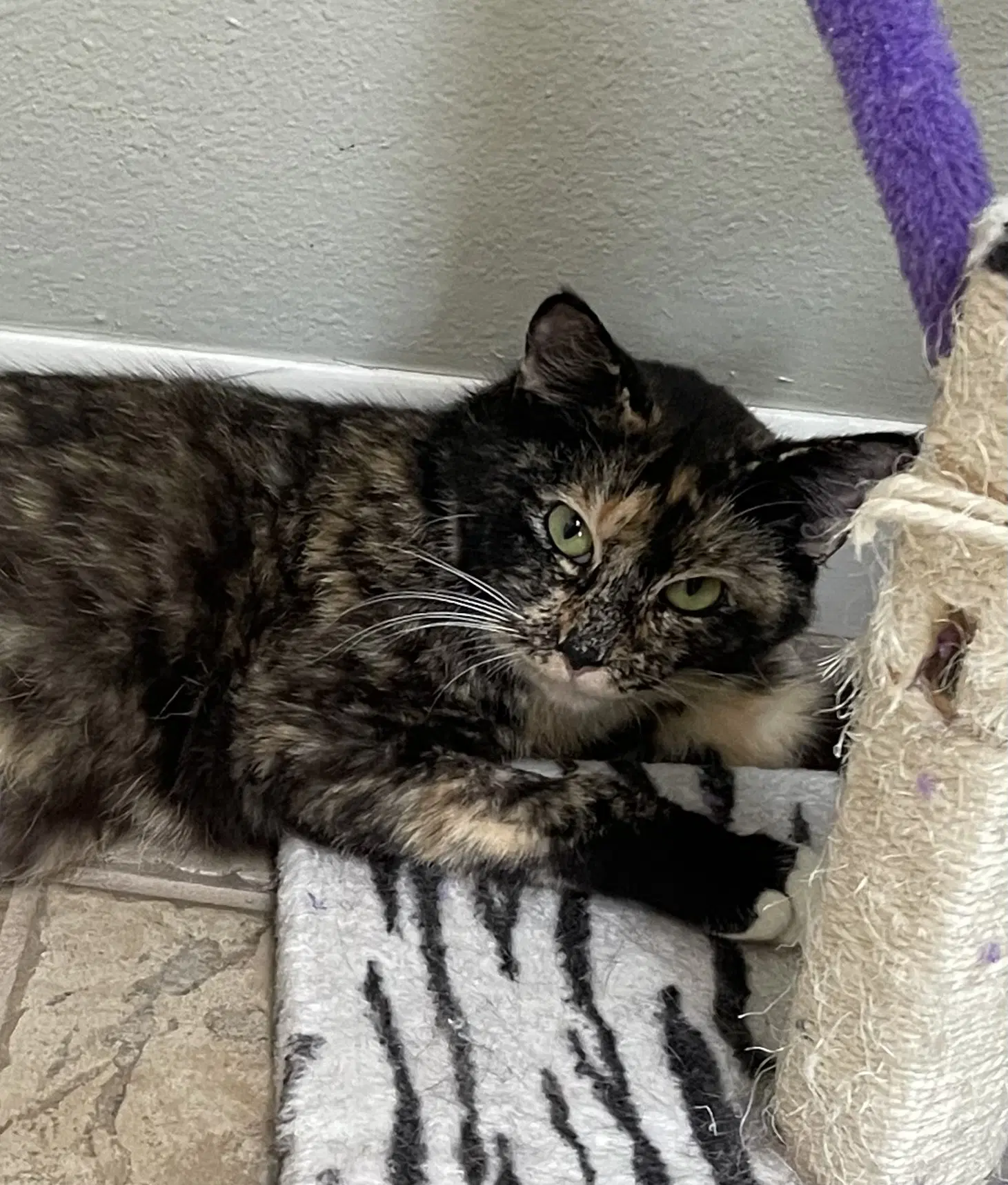 Ms Kitty image 2