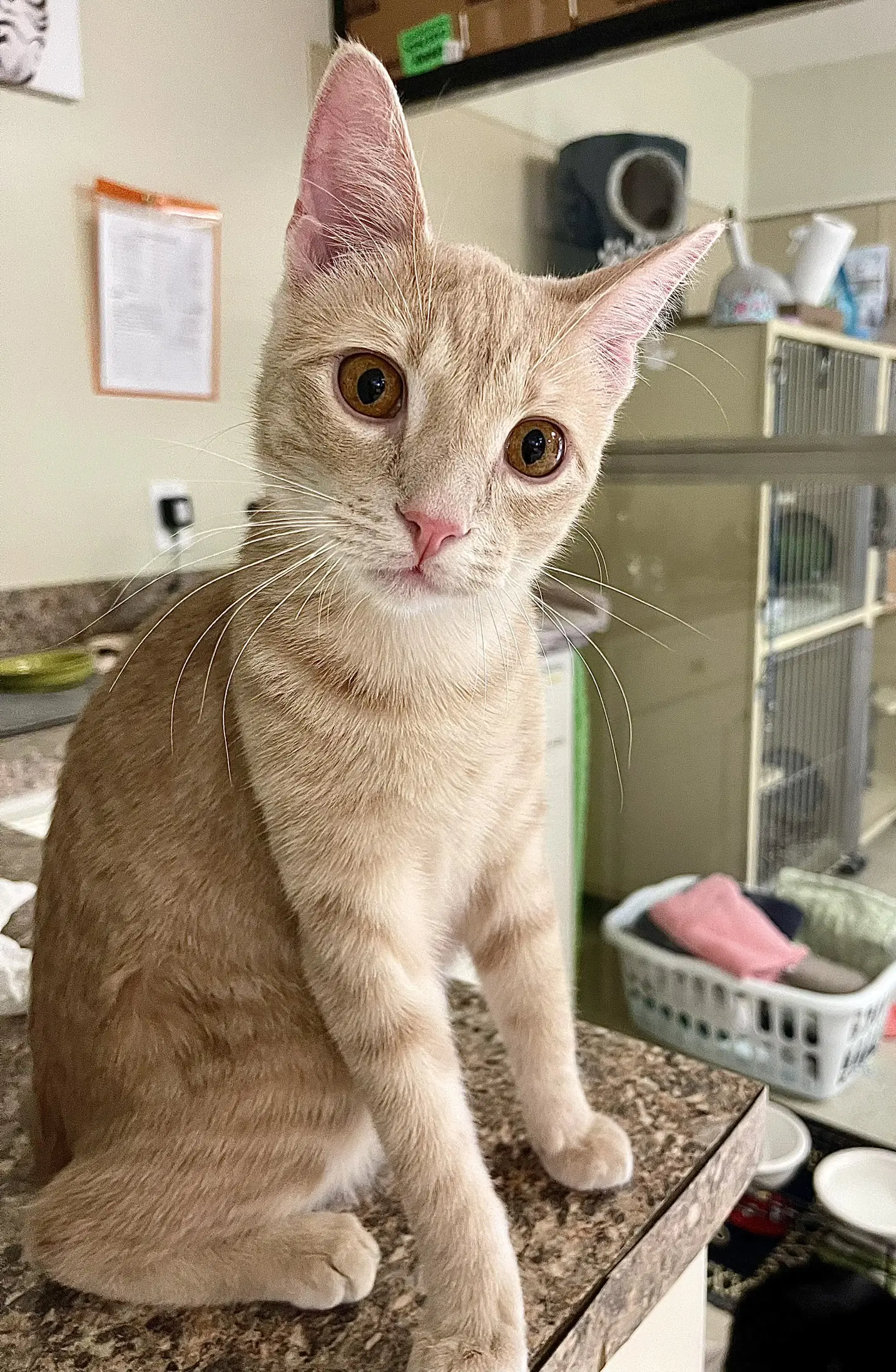 Brulee - Domestic Short Hair