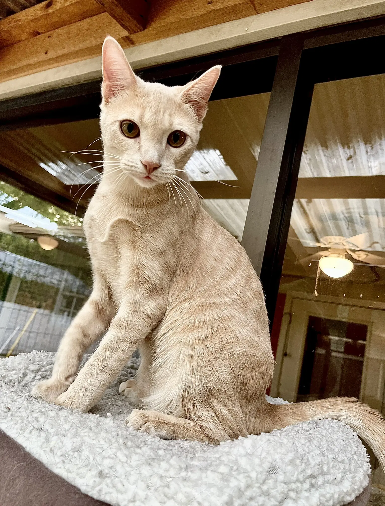 Custard - Domestic Short Hair