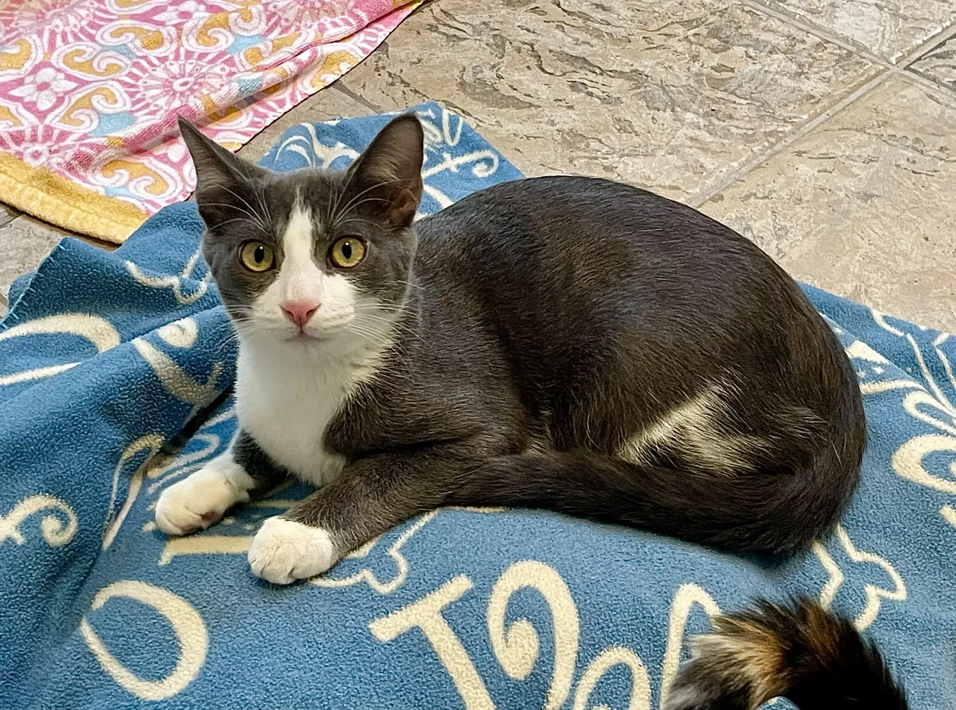 Emile - Domestic Short Hair