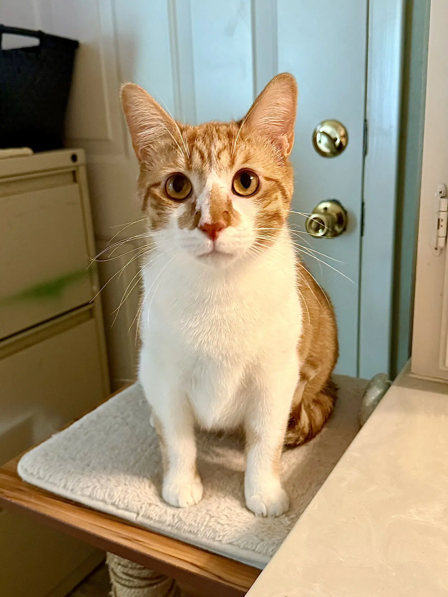 Terracotta - Domestic Short Hair