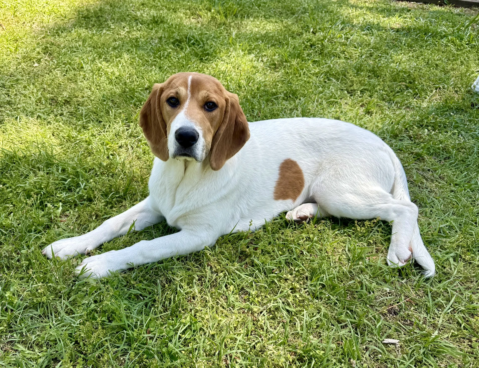 Dottie