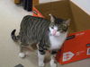 Dexter