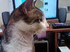 Dexter