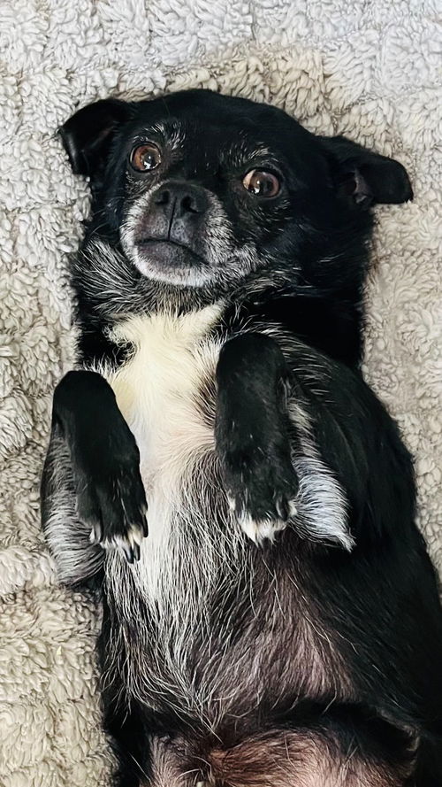 Toby