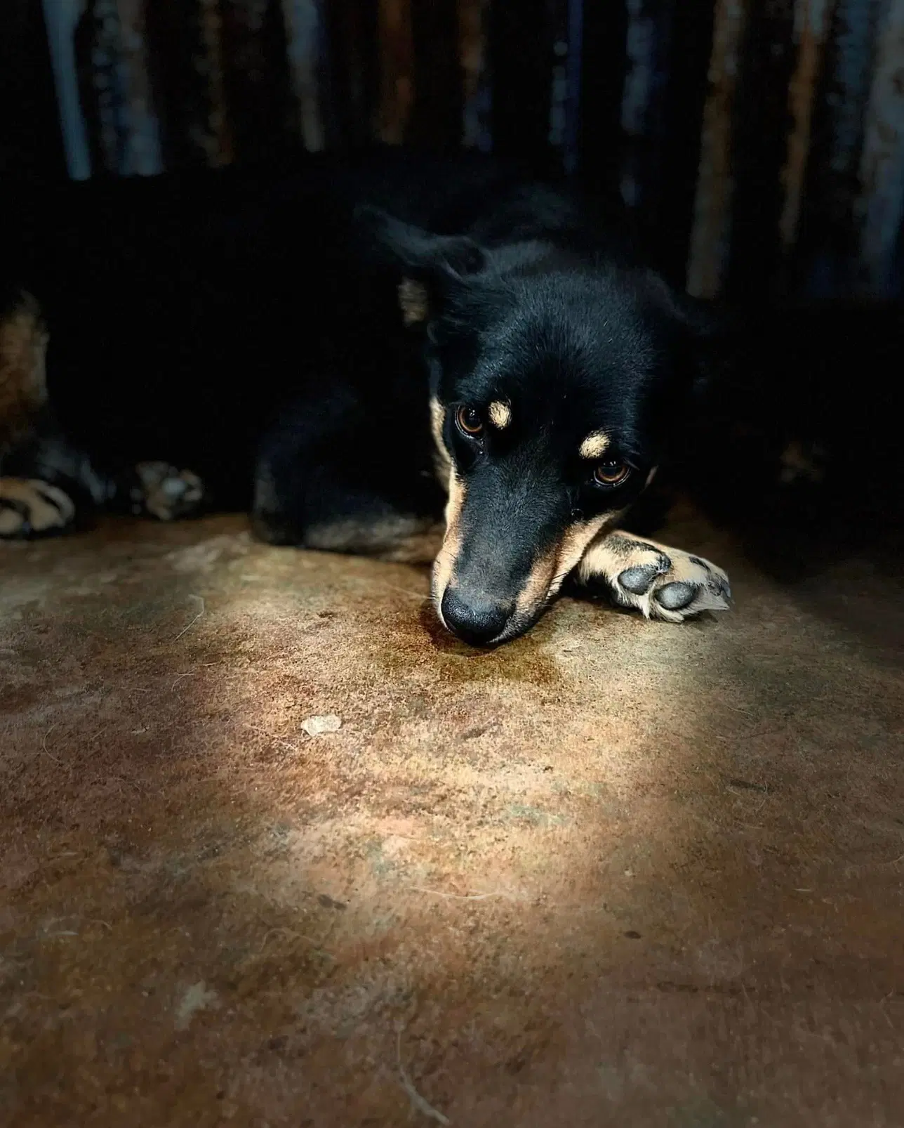 Bonnie image 3