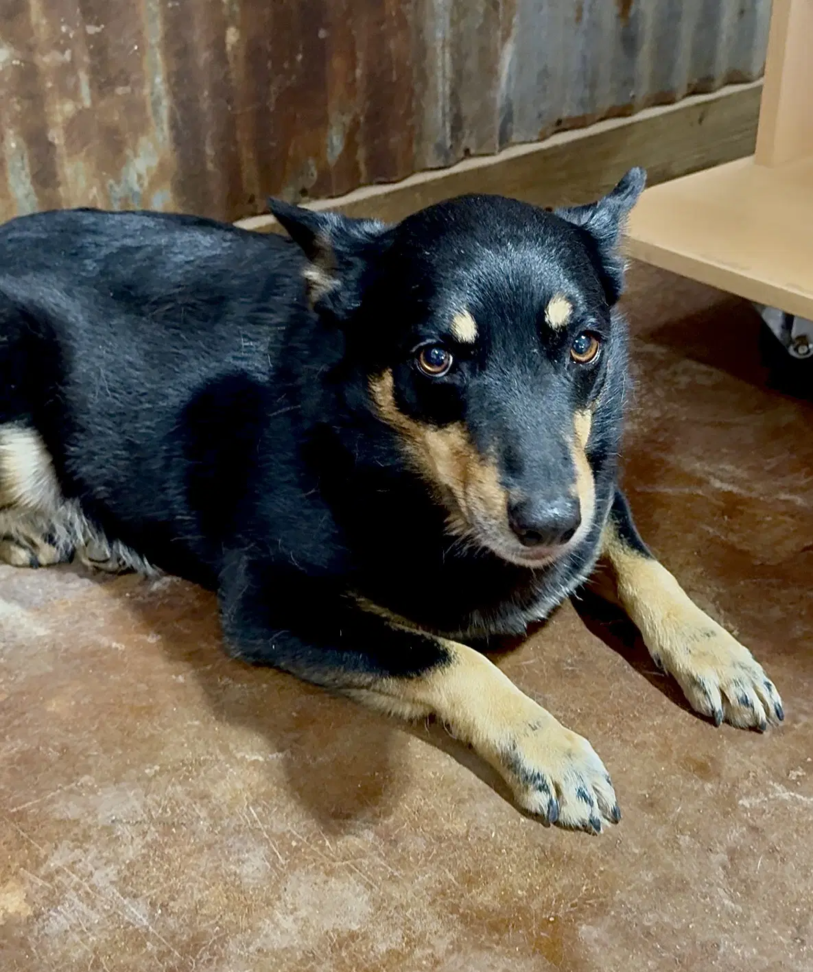 Bonnie - Rat Terrier