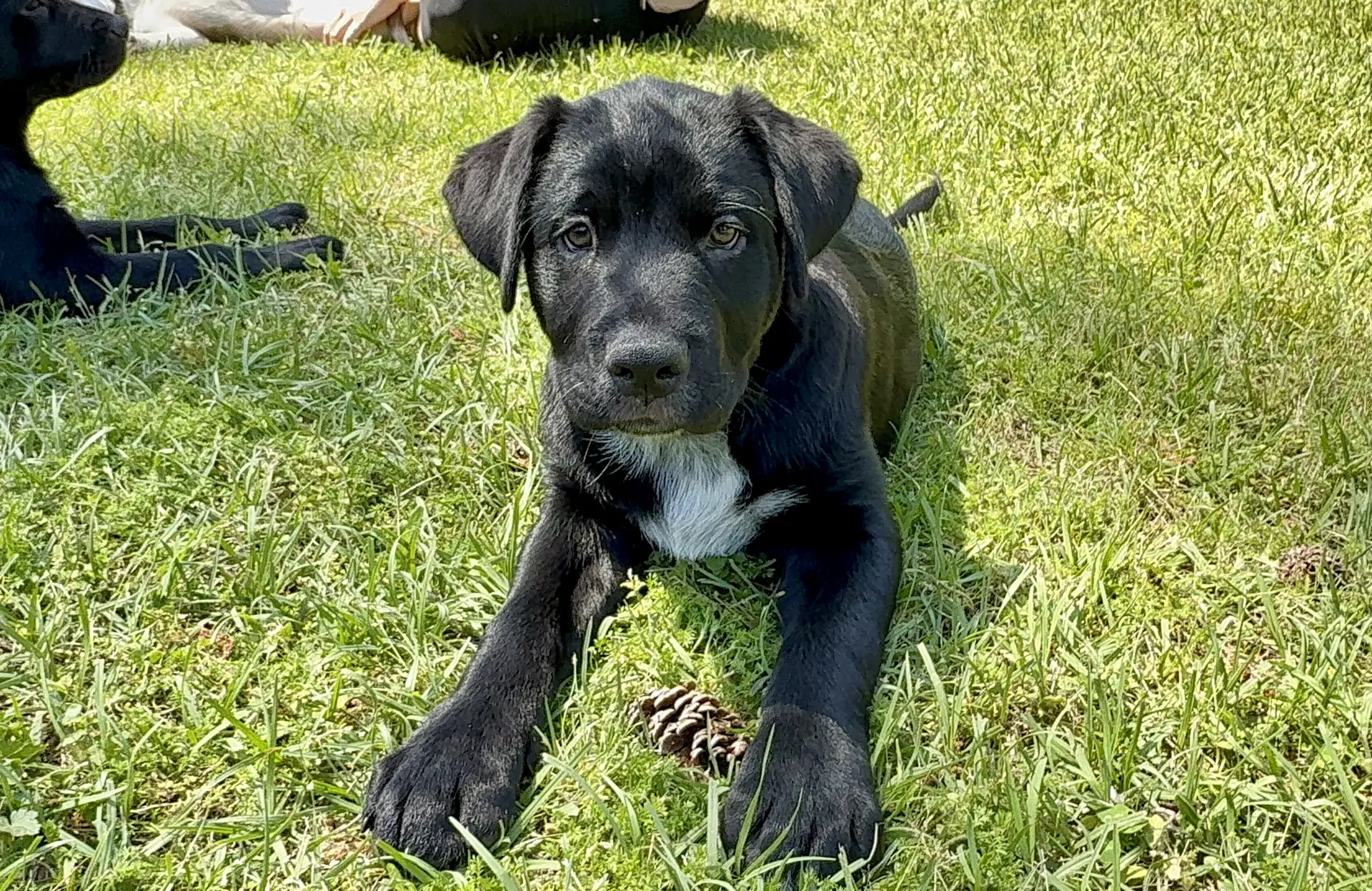 Kilty - Labrador Retriever