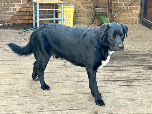 Dublin, an adoptable Labrador Retriever in Texarkana, TX