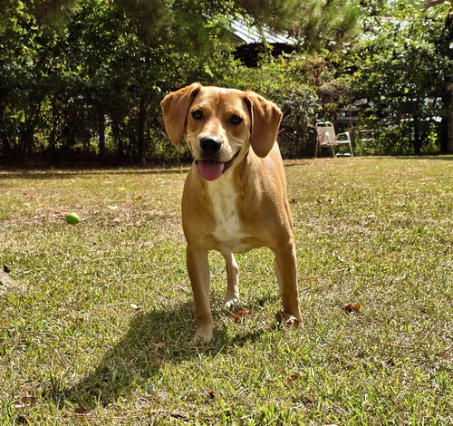 NEMO - Hound / American Foxhound available for adoption