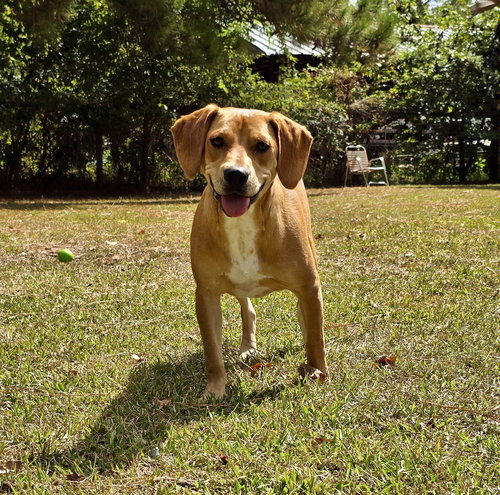 NEMO - Hound / American Foxhound available for adoption