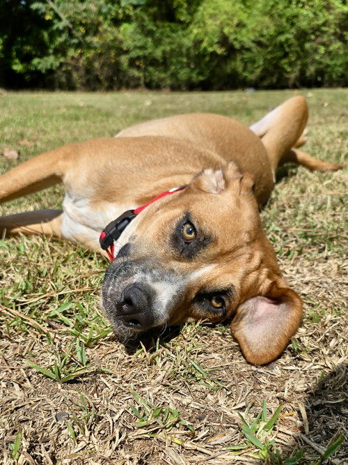 MEMO - Hound / American Foxhound available for adoption