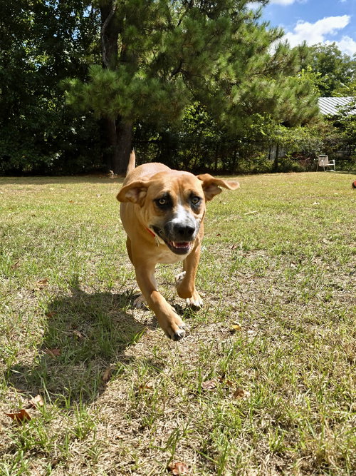 MEMO - Hound / American Foxhound available for adoption