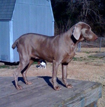 Duchess