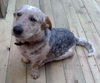 Roscoe