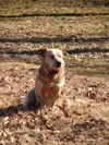 Roscoe