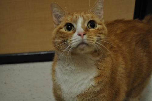 Simon