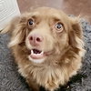 Rex - Photo 1