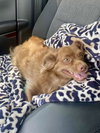 Rex - Photo 3
