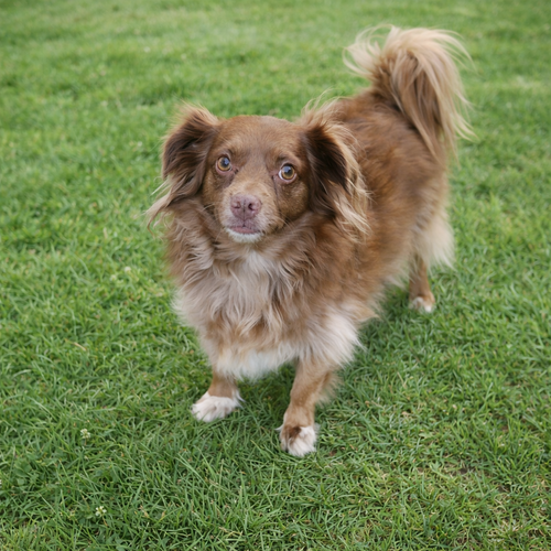 Rex, an adoptable Chihuahua in Texarkana, TX