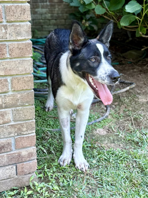 DELANIE - Border Collie / German Shepherd Dog available for adoption