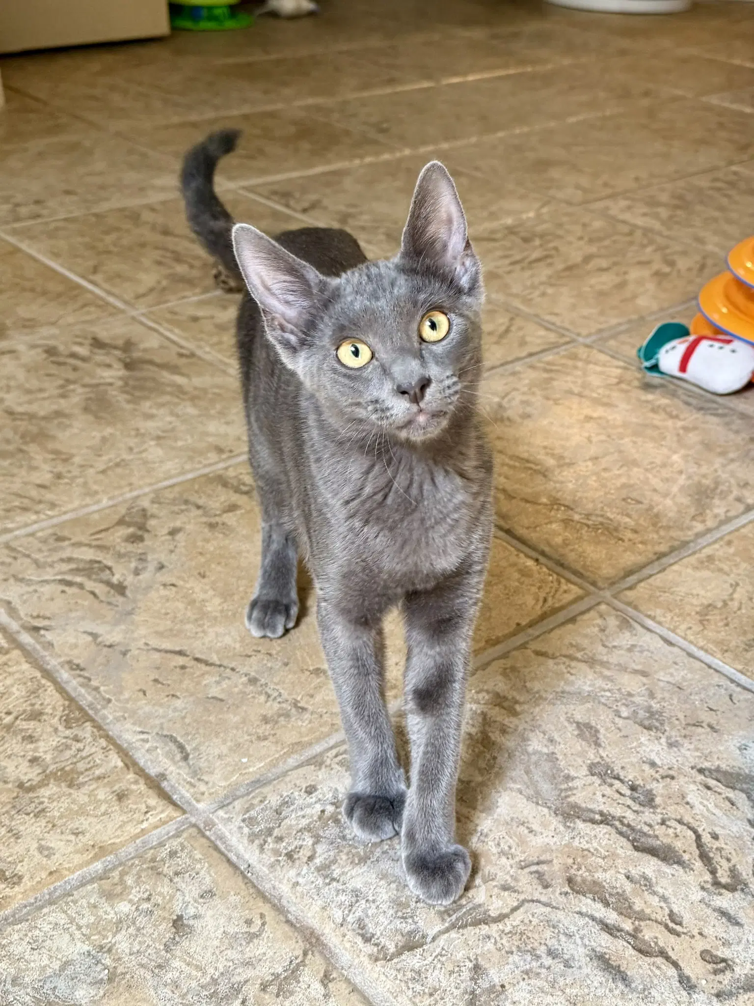Shadow - Domestic Short Hair
