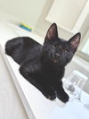 Minnow - Photo 1