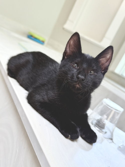 MINNOW - Domestic Short Hair / Bombay available for adoption