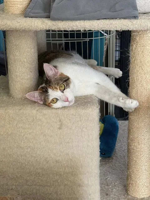 Lovey - Domestic Short Hair