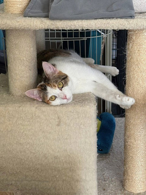 LOVEY - Domestic Short Hair / Calico available for adoption