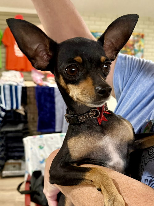 GEORGIA - Chihuahua available for adoption