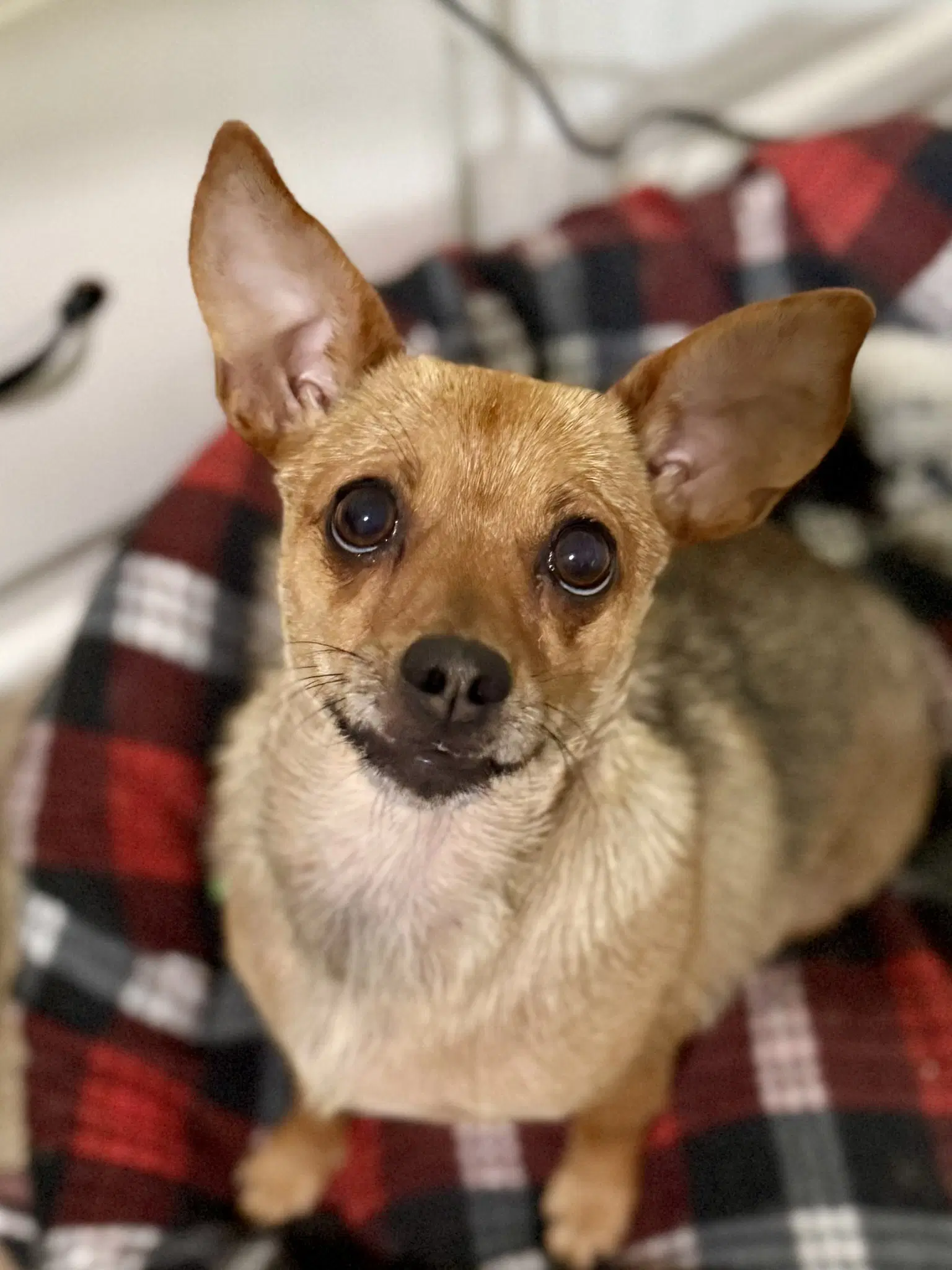 Sandy - Chihuahua