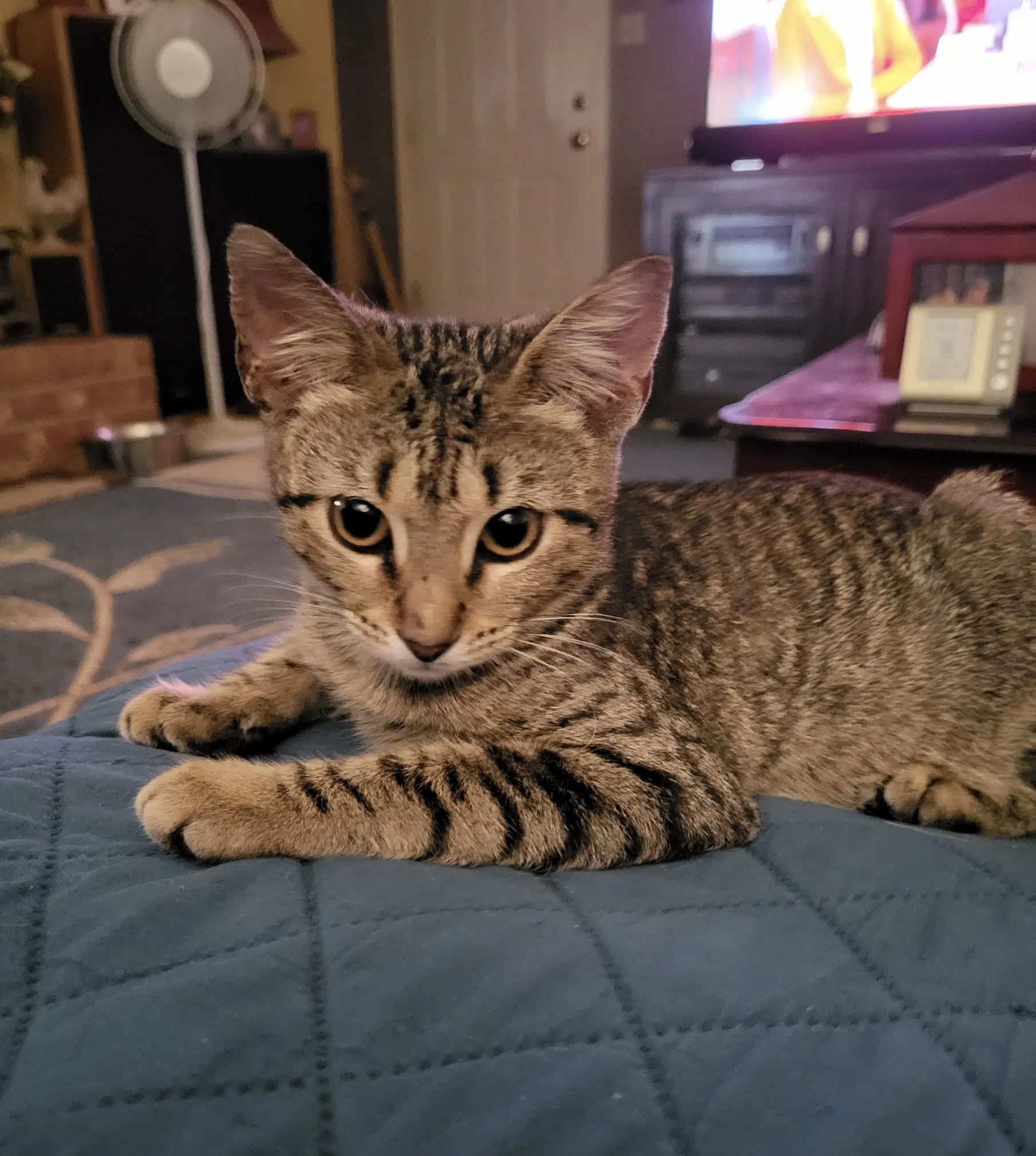 Camo - Tabby
