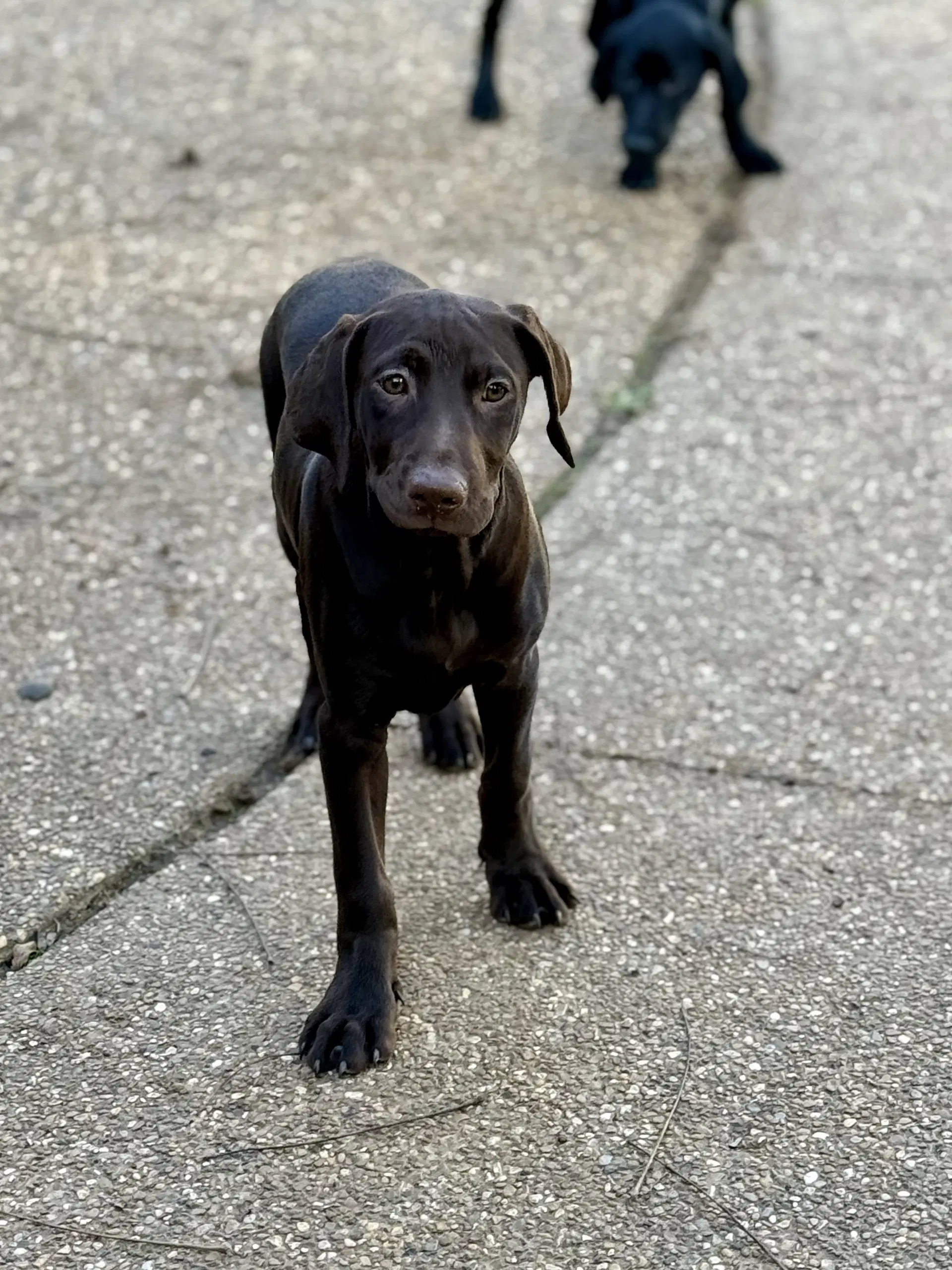 Marshall - Labrador Retriever