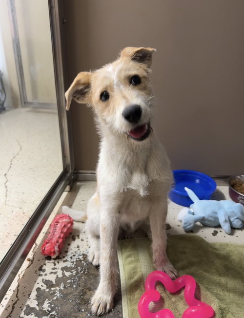 Honey, an adoptable Jack Russell Terrier in Texarkana, TX