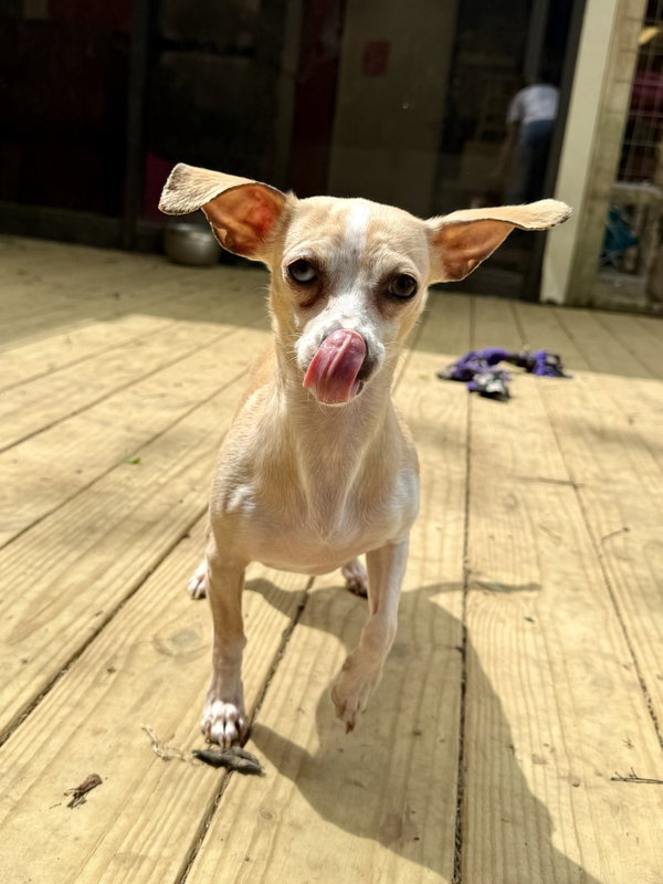 Suki