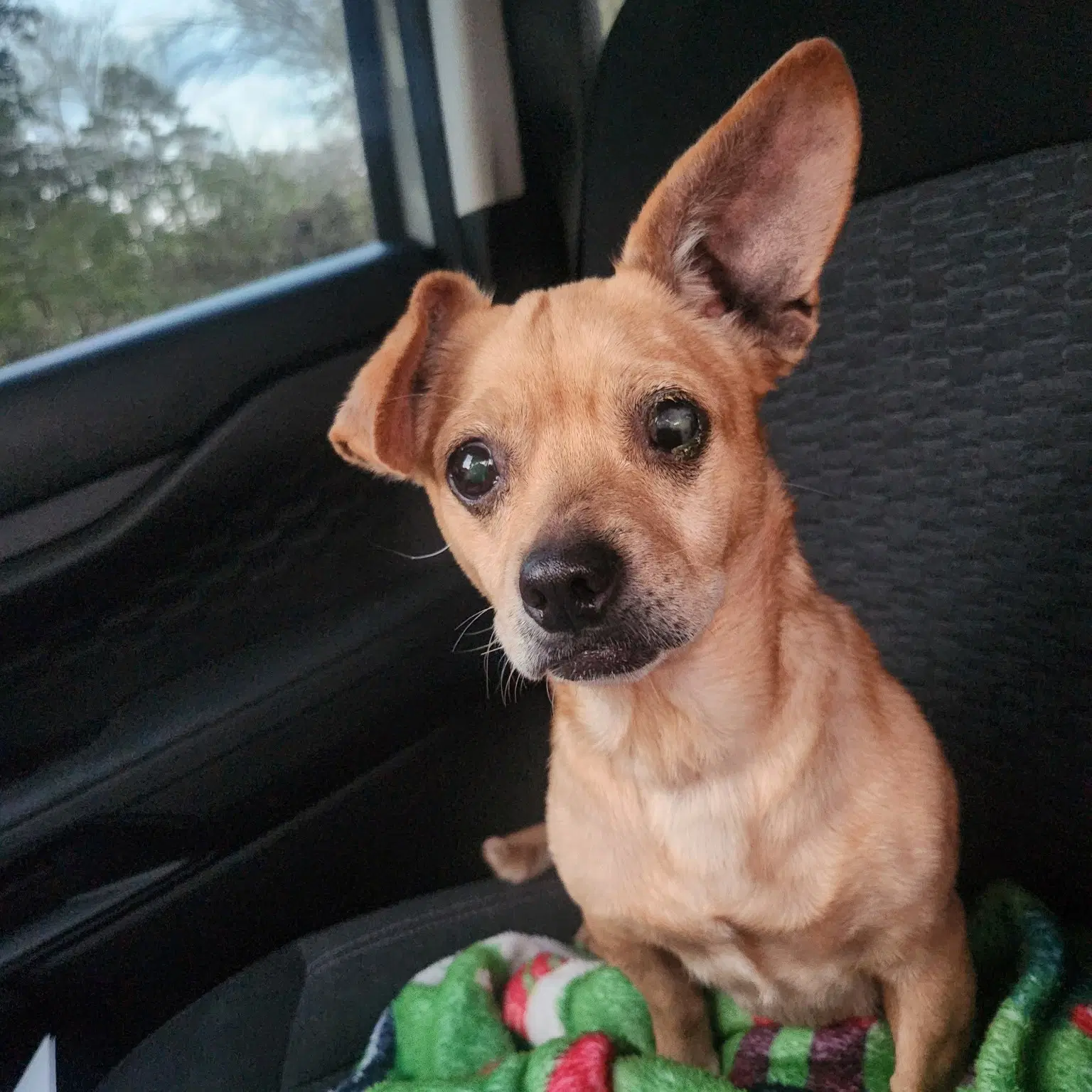 Joy - Chihuahua