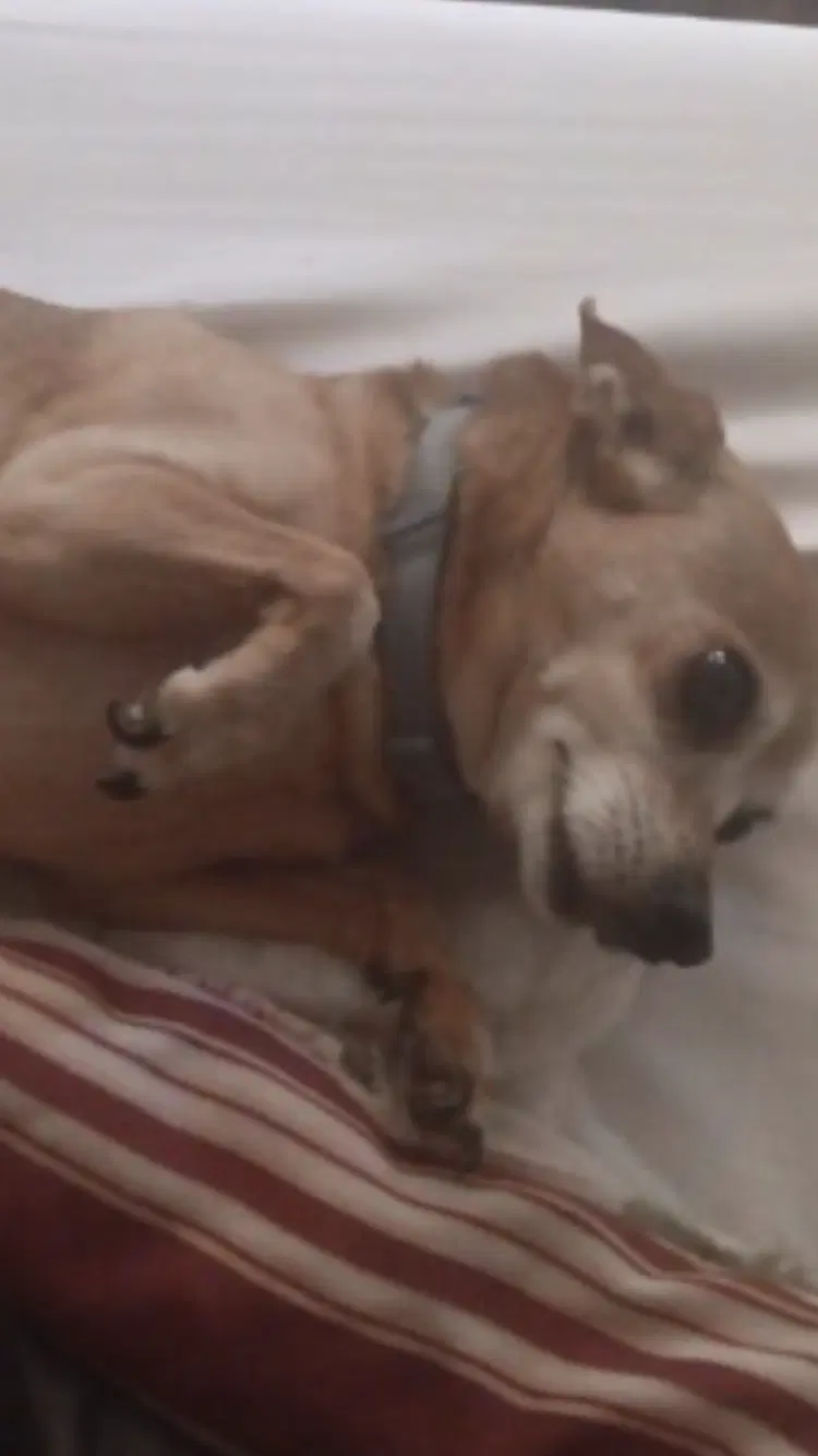 Peanut image 3