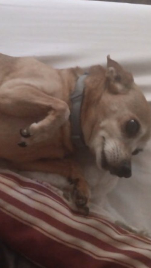 Peanut, photo 3