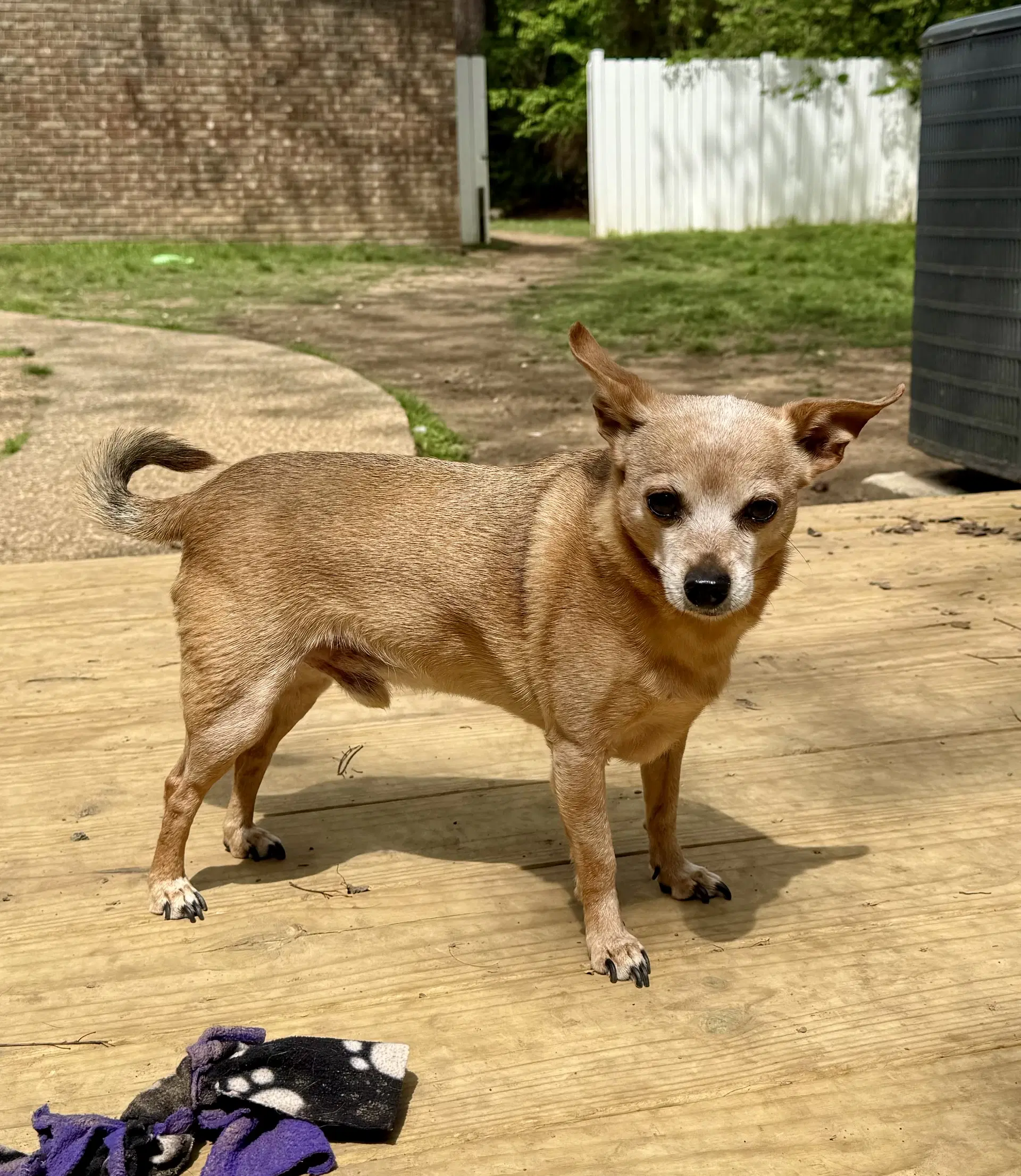 Peanut - Chihuahua